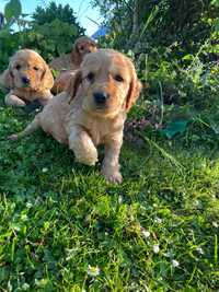 Szczeniaki Cocker Spaniel angielski