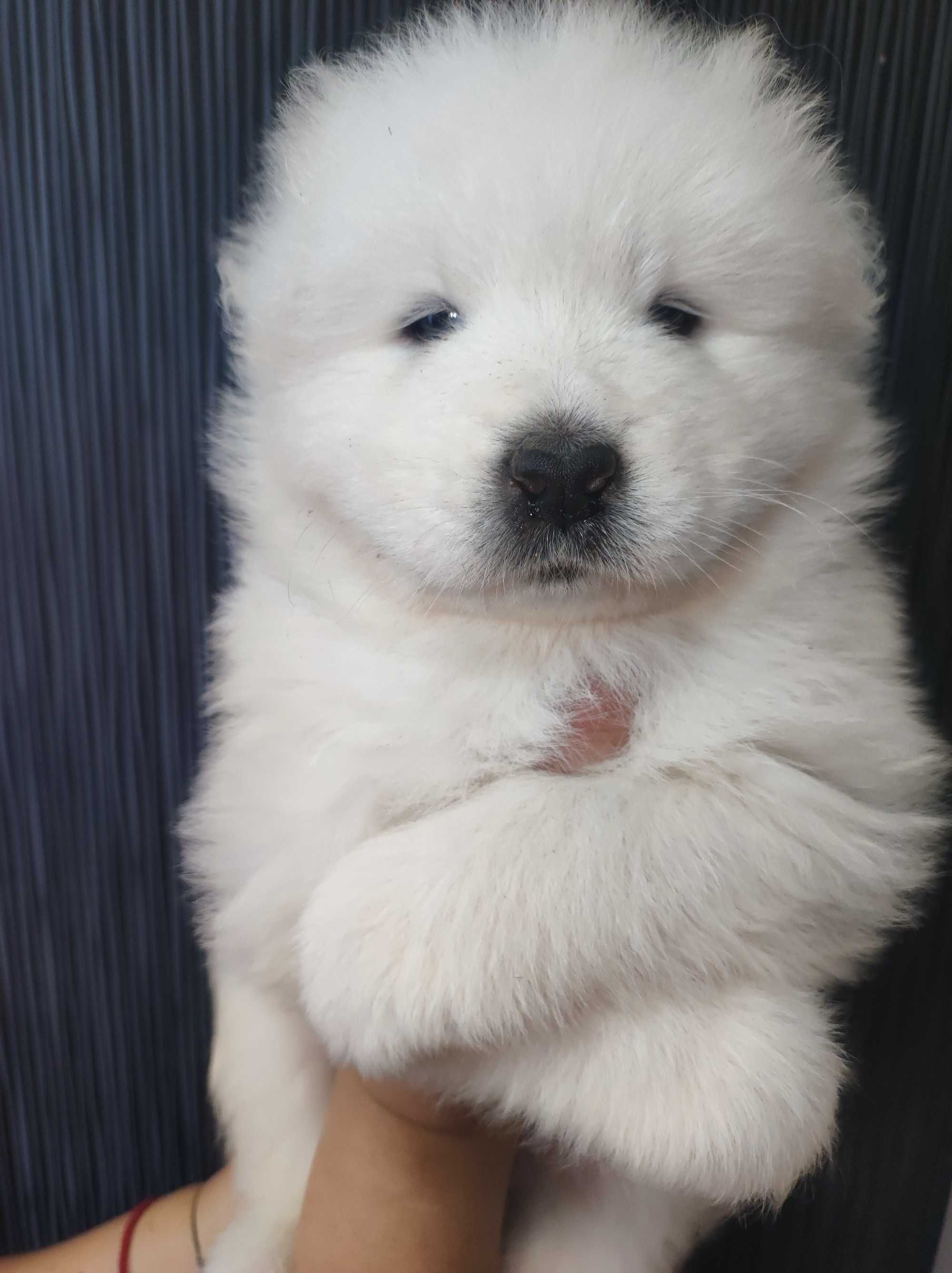 Samoyed FCI / ZKwP samojed śnieżnobiały