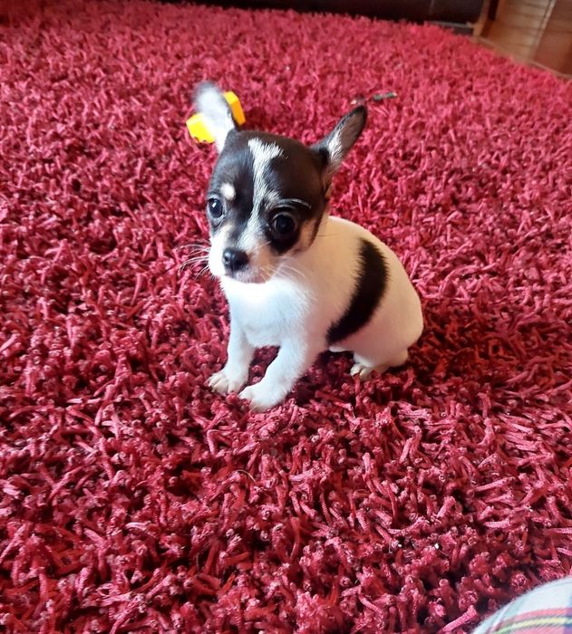 Excelente Chihuahua Macho