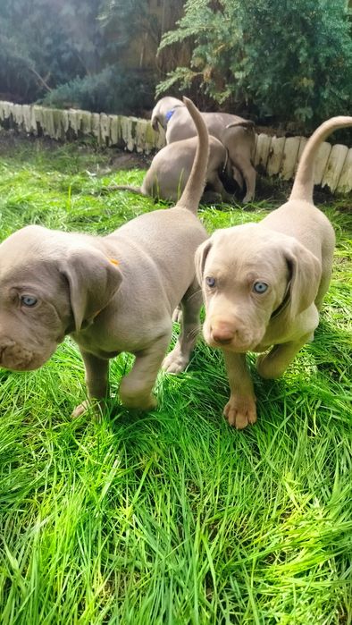 Szczenię wyżeł weimarski