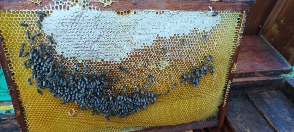 Мед смачний натуральний