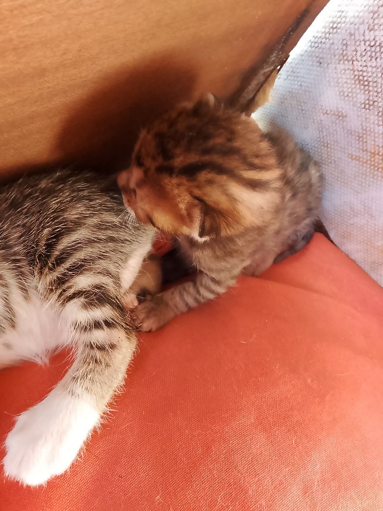 São 7 gatinhos com pouco tempo de vida 4 já com 1 mês e 3 com 3 semana