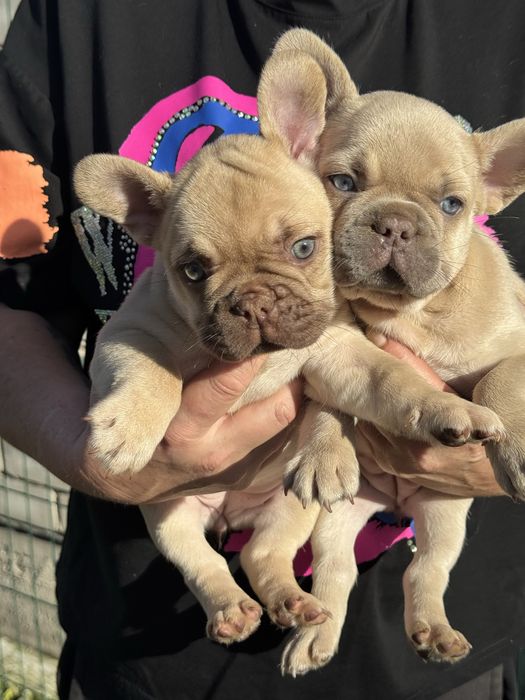 Французкие бульдоги