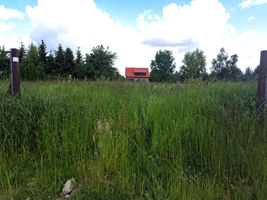 Wycinka samosiejek I koszenie trawy