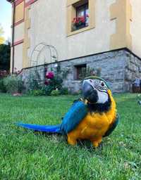 Папуга Ара - створіть тропічний рай у своєму домі