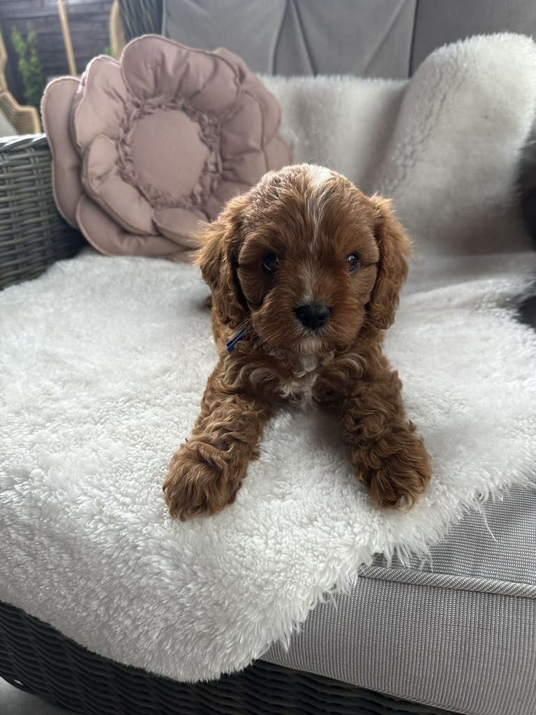 Przepiekny chlopiec Cavapoo