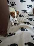 Szczenię Jack Russell Terrier suczka 1