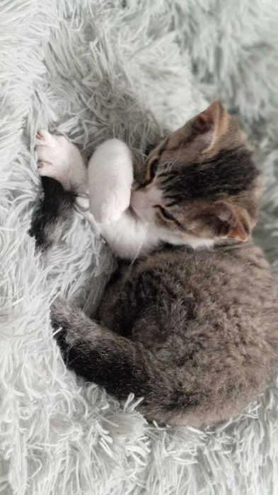 Кошеня Девон-Рекс