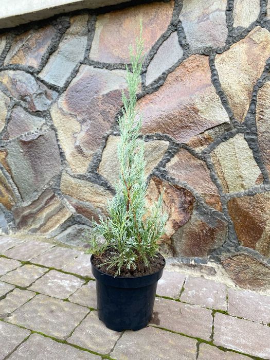 Ауреа Нана Туя Смарагд Ялівець Кипарисовик Ялинка  Мунглоу П9 і 3Л