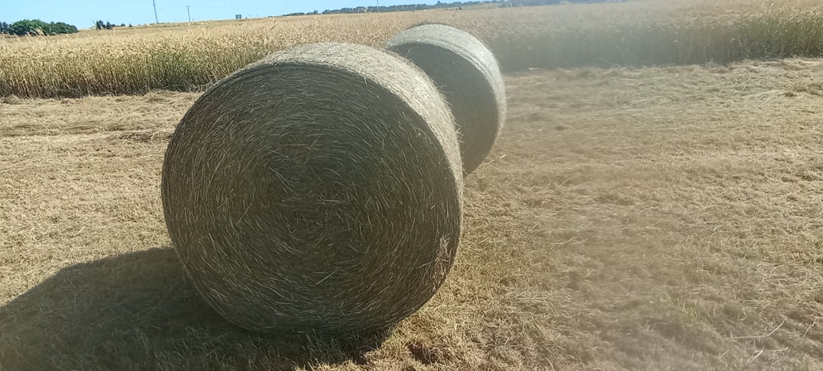 Siano balot 120x120  zbiór 2025 pierwszy pokos