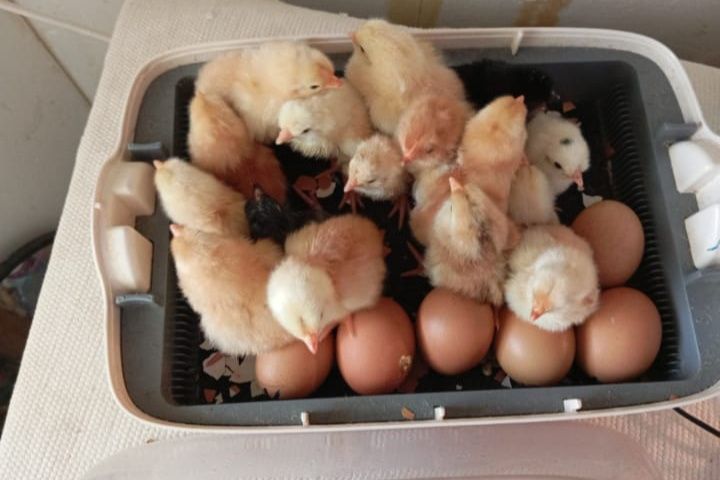 ovos galados galinha