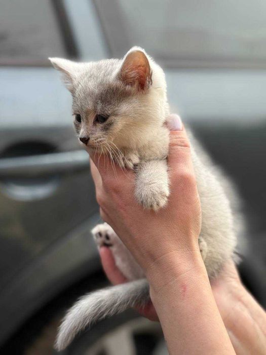 Кошенята в добрі руки