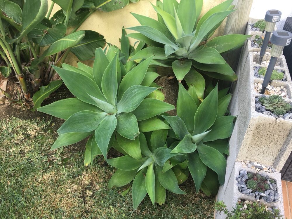 Cacto Agave - Diversos tamanhos, vaso incluído