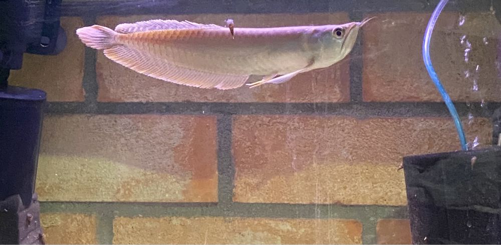 Arowana srebrna