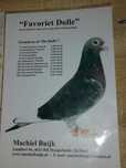 Golebie pocztowe lini Arden
