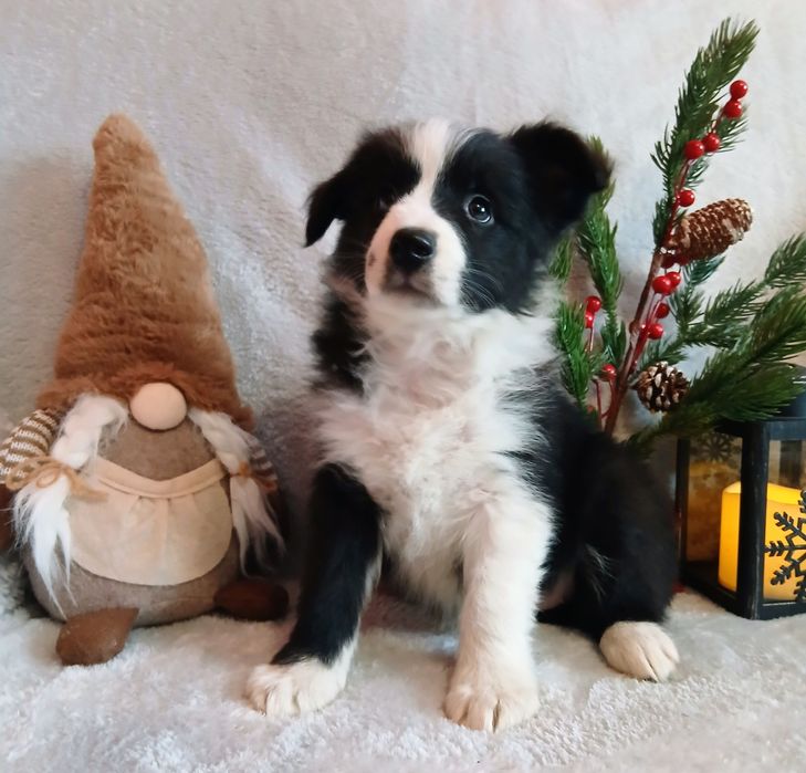 Border collie szczenię