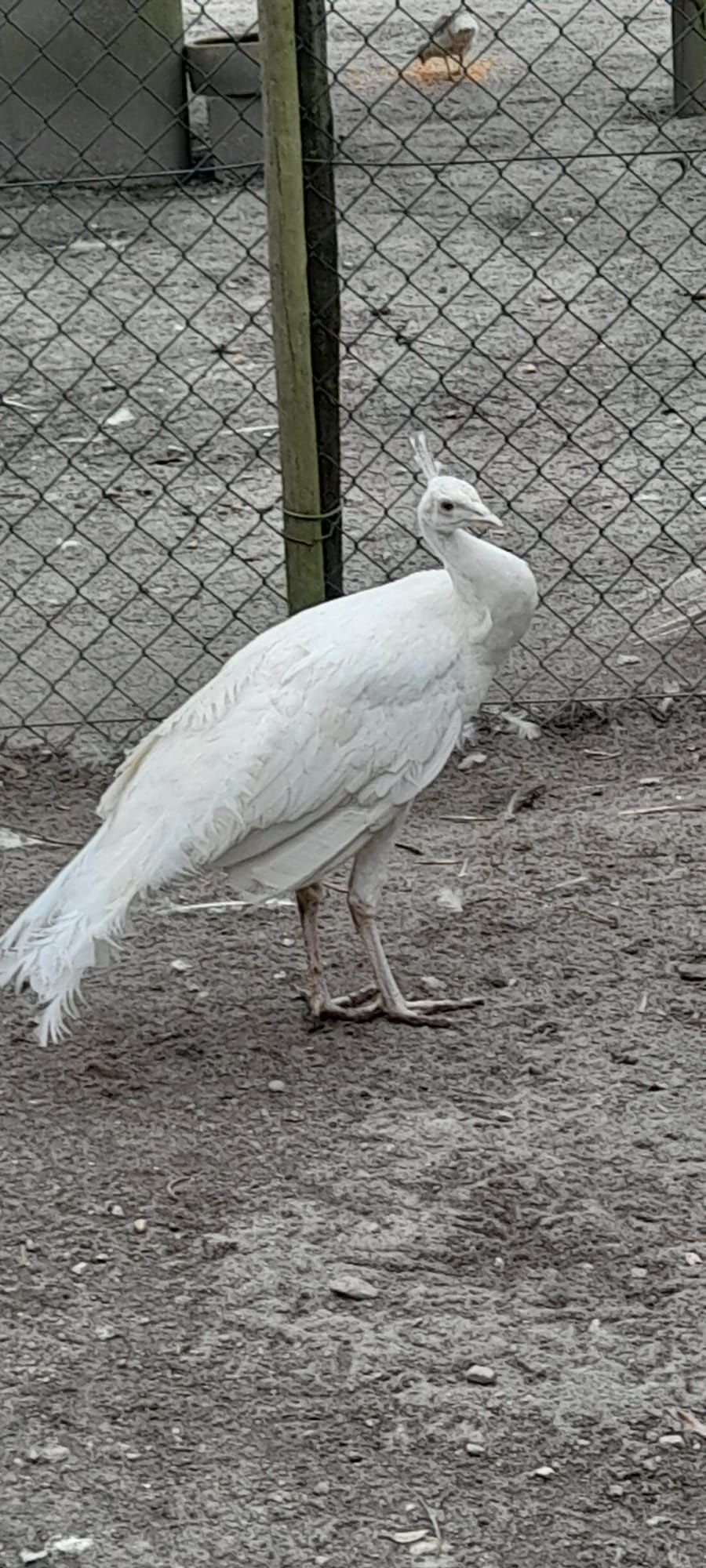 Vendo Pavões Machos de várias raças