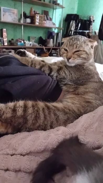 Зникли котики, допоможіть знайти