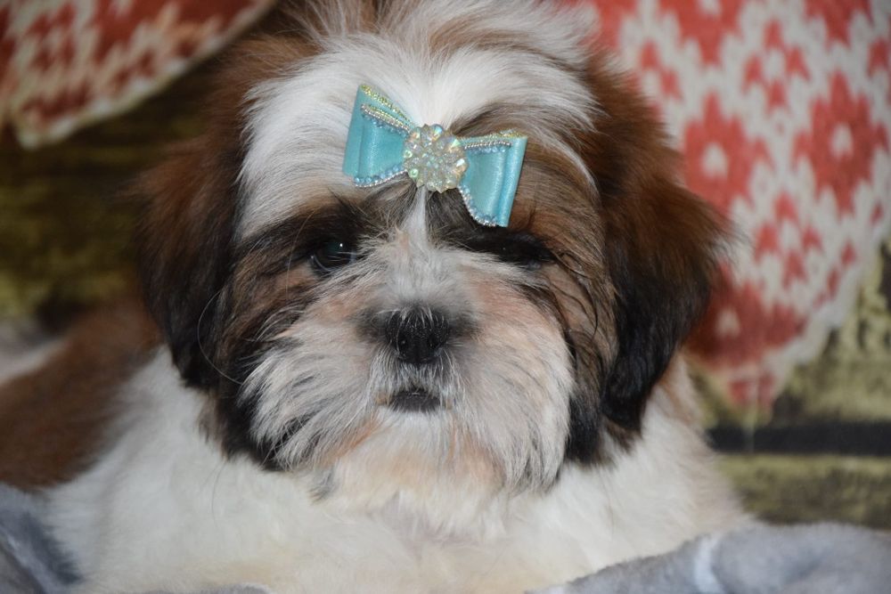 Egon Pies Shih Tzu przepiękny szczeniak rodowód gotowy do odbioru