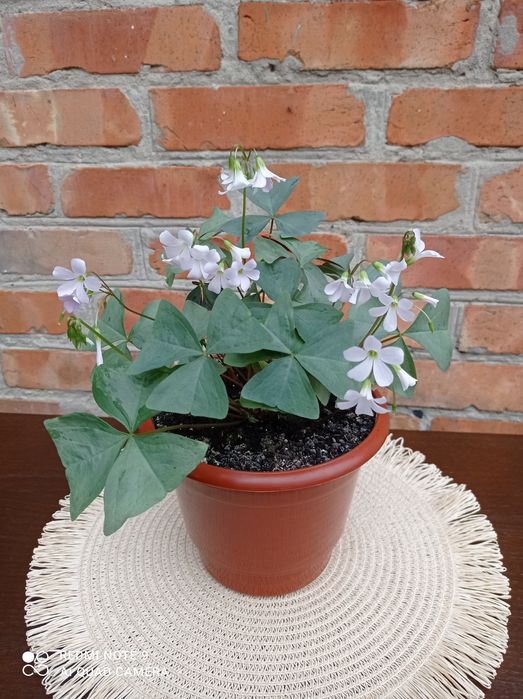 Оксаліс Дороті Чао/Dorothy Chao