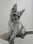 Kocurek Maine coon linia shaded