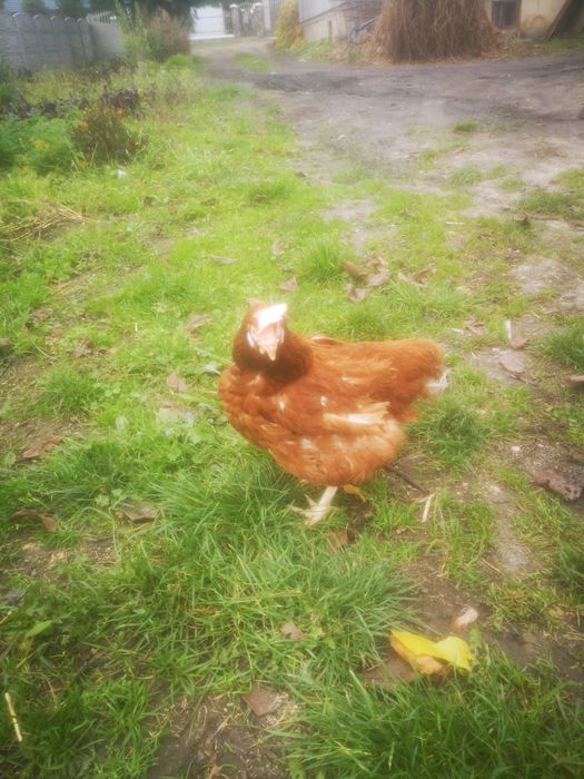 Kury Nioski Messa z jajkiem