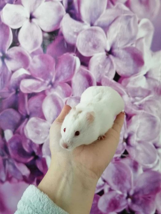 Chomik syryjski 2 samiczki siostry szukają kochającego domu