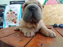 Sharpei macho para reserva
