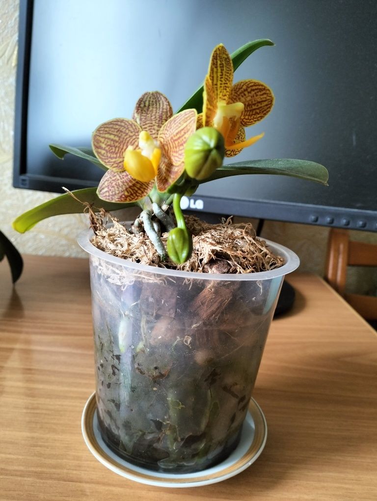 Орхидея Литл Зоро