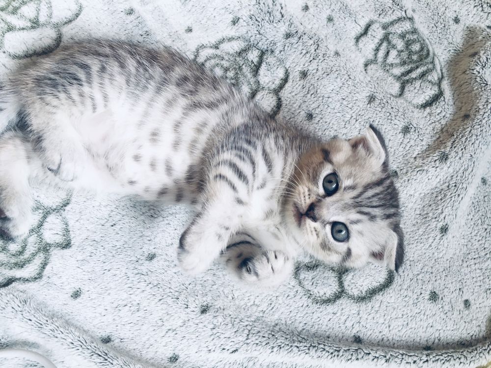 В очікуванні Шотландські кошенята / Scottish fold/ Scottish straight