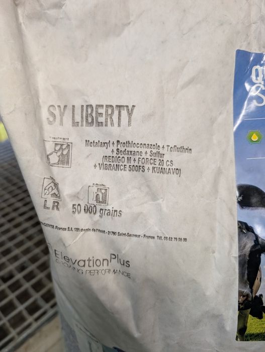 Ziarna kukurydzy syngenta