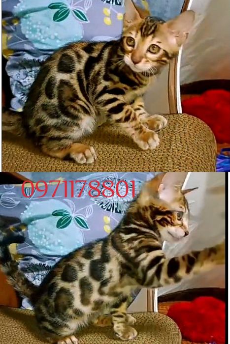 Родовід WCF.
Вакцинація Нобівак трікет-тріо.