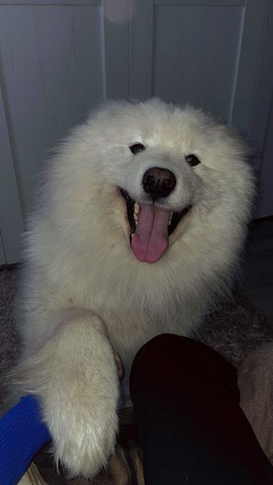 Oddam samoyeda w dobre ręce