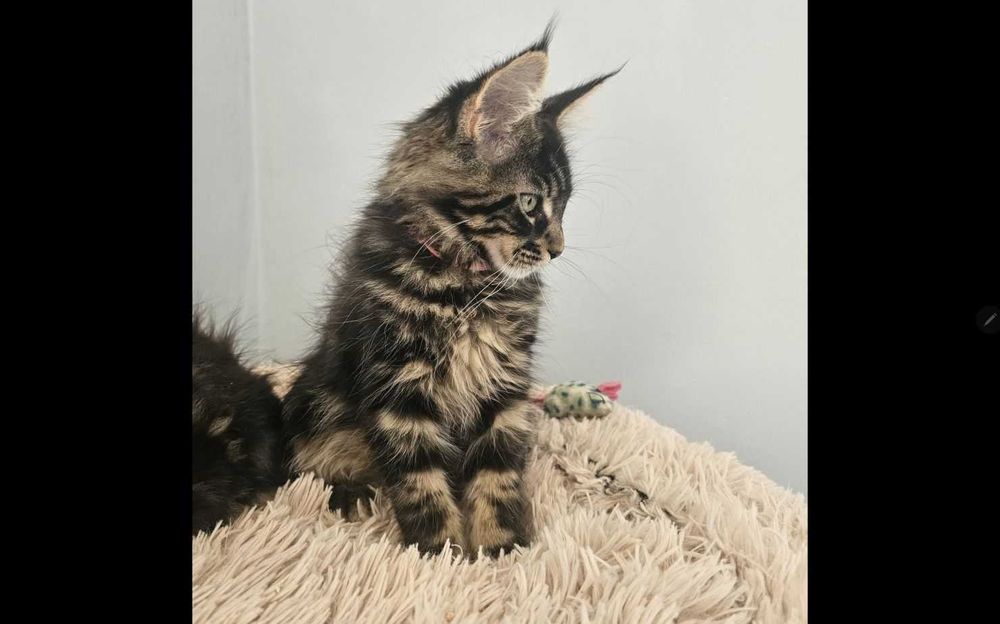 Маленьная рысь! Крупный котёнок с прививками!
