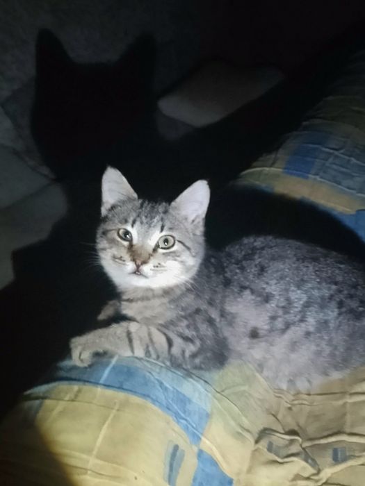 Маленький до 2х міс кошеня хлопчик