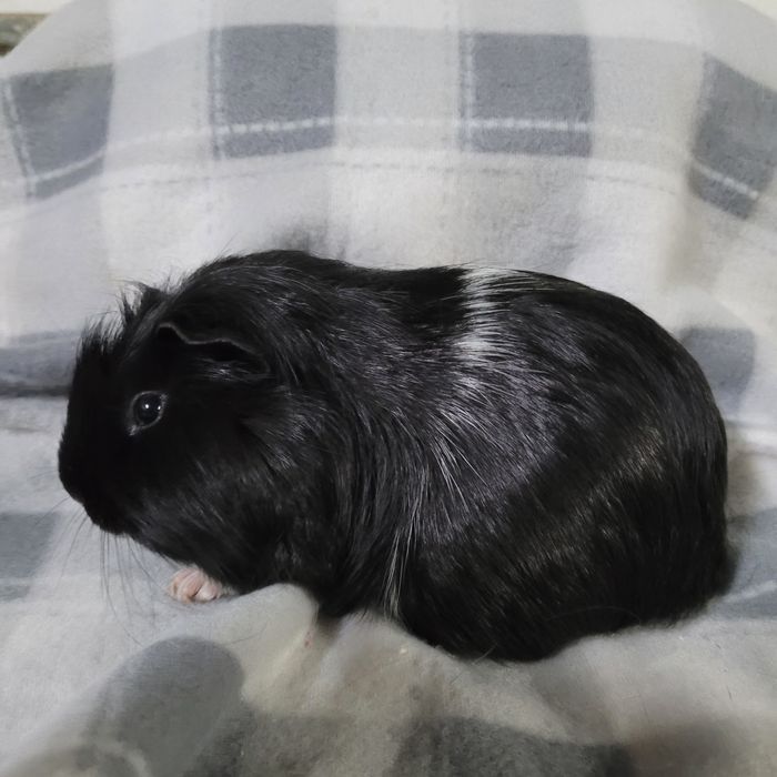 Świnka morska gładkowłosa samiec