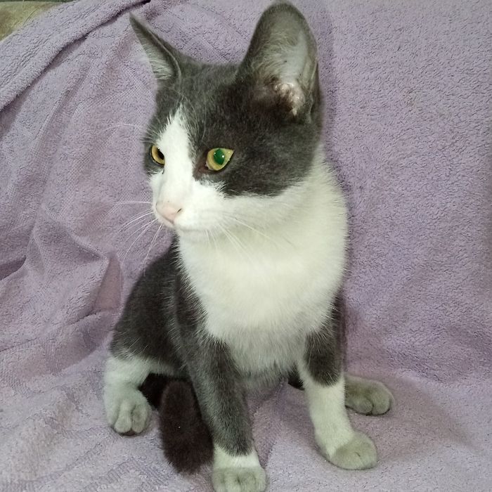 Отдам кота в хорошие руки