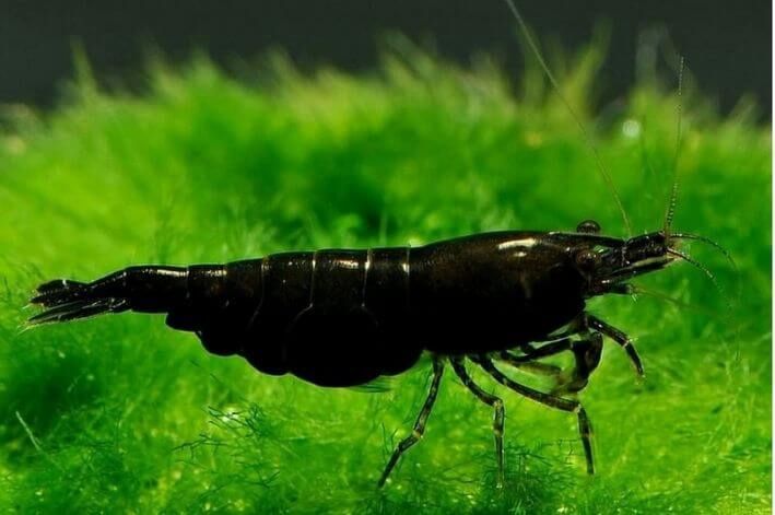 Filhos de camarão neocaridina(foto dos pais)