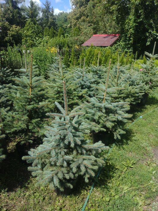 Świerk srebrny srebrzysty kłujący duży