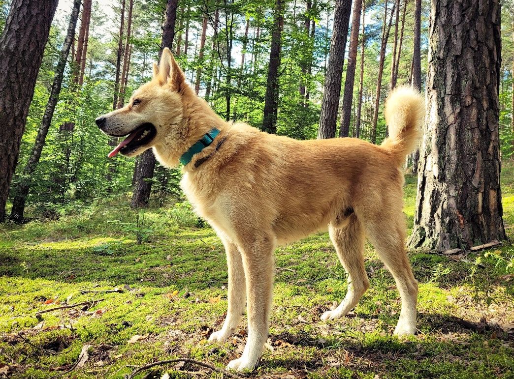 Piękny, młody pies w typie Akity Inu szuka domu / do adopcji