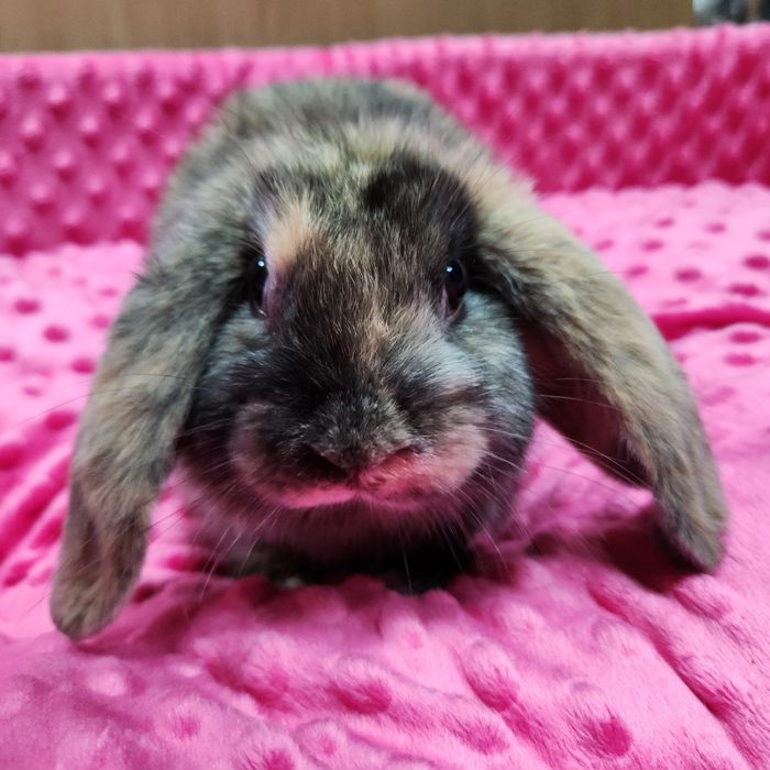 Królik baranek miniaturka zaszczepiony z książeczką zdrowia.  Samica