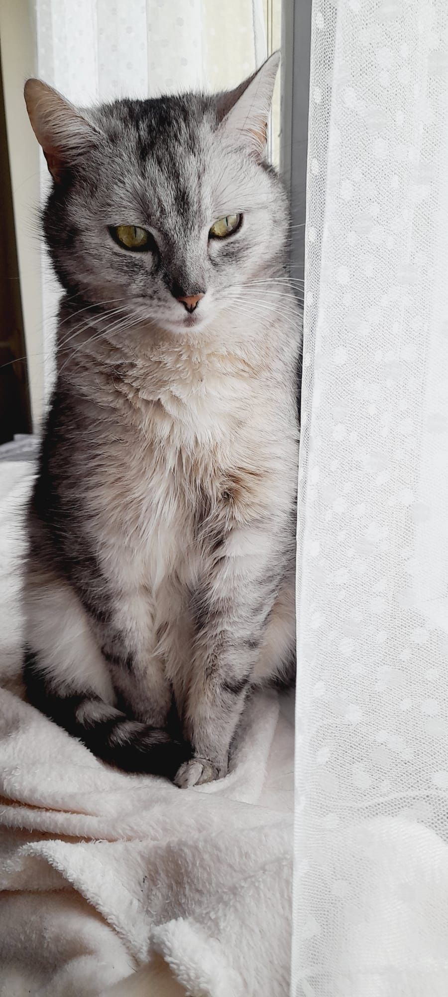 Kot kotek kotka do adopcji