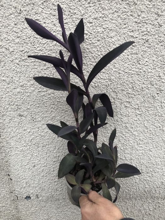 Традесканція пурпурова кімнатна рослина