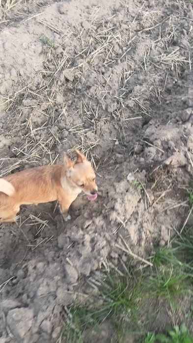 Oddam suczki w dobre ręce