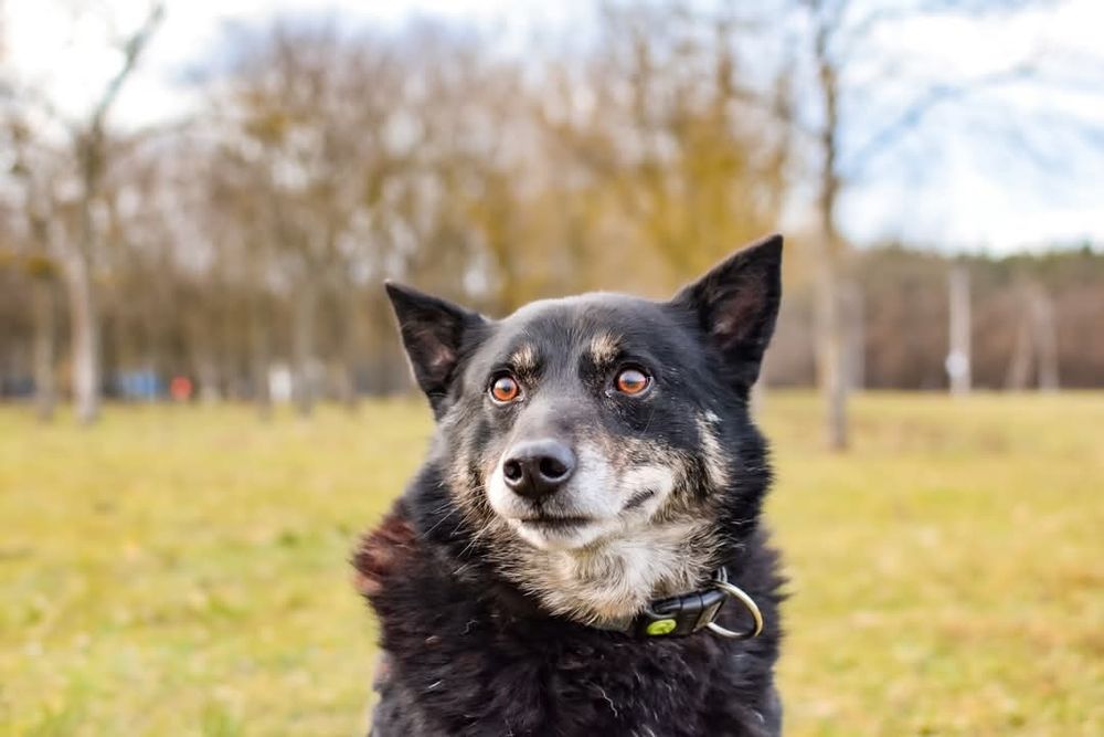 Delikatny Lopez szuka domu!