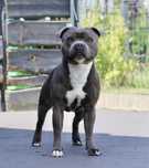 Reproduktor, staffordshire bull terrier, staffik, stafik