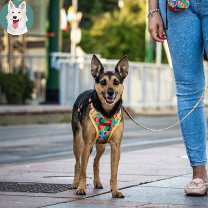 szelki guard dla kota brytyjskiego egzotycznego regulowane  kolorowe