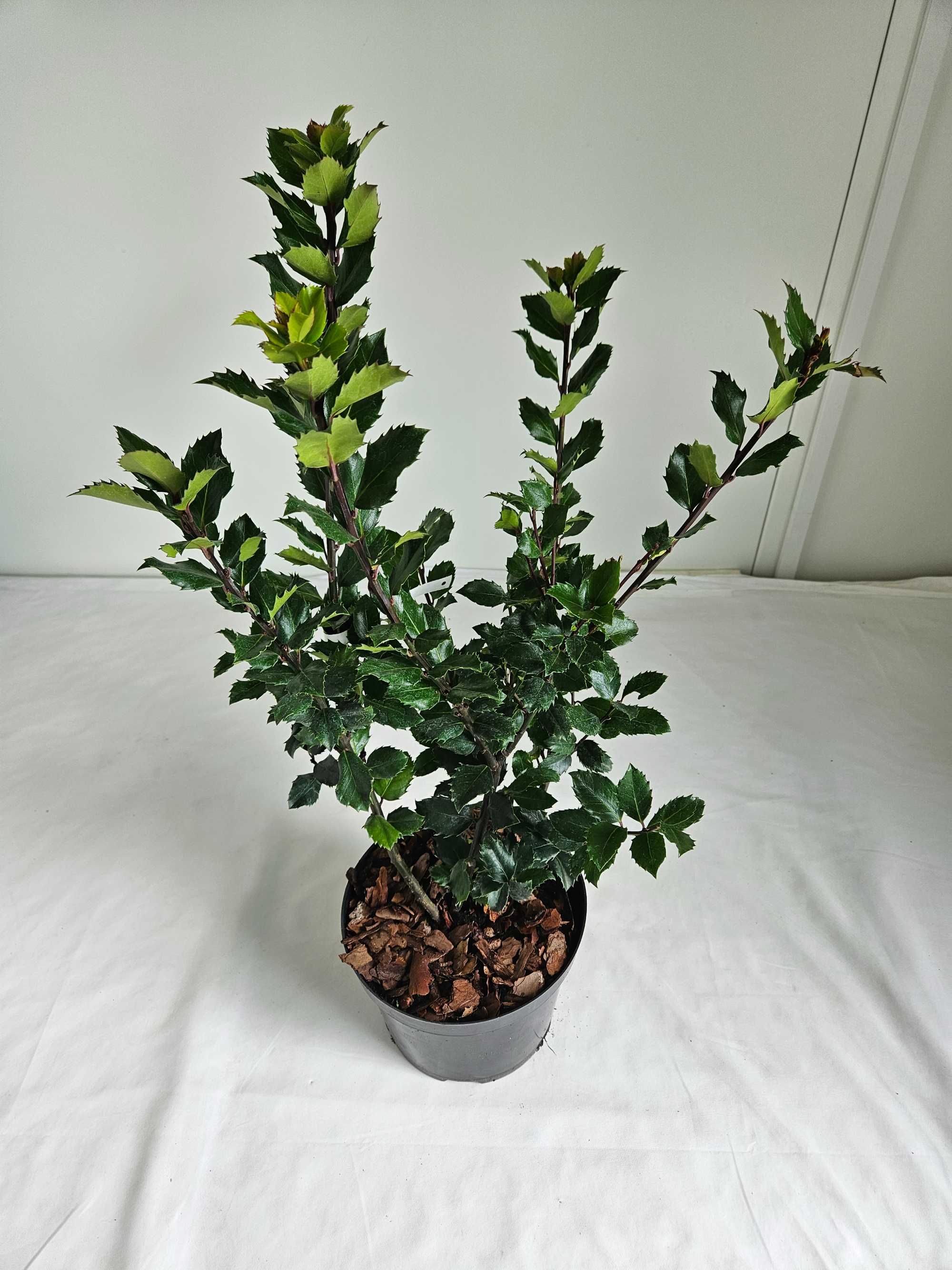 Ostrokrzew Meservy Blue Mini 70cm – zimozielony krzew ozdobny C5