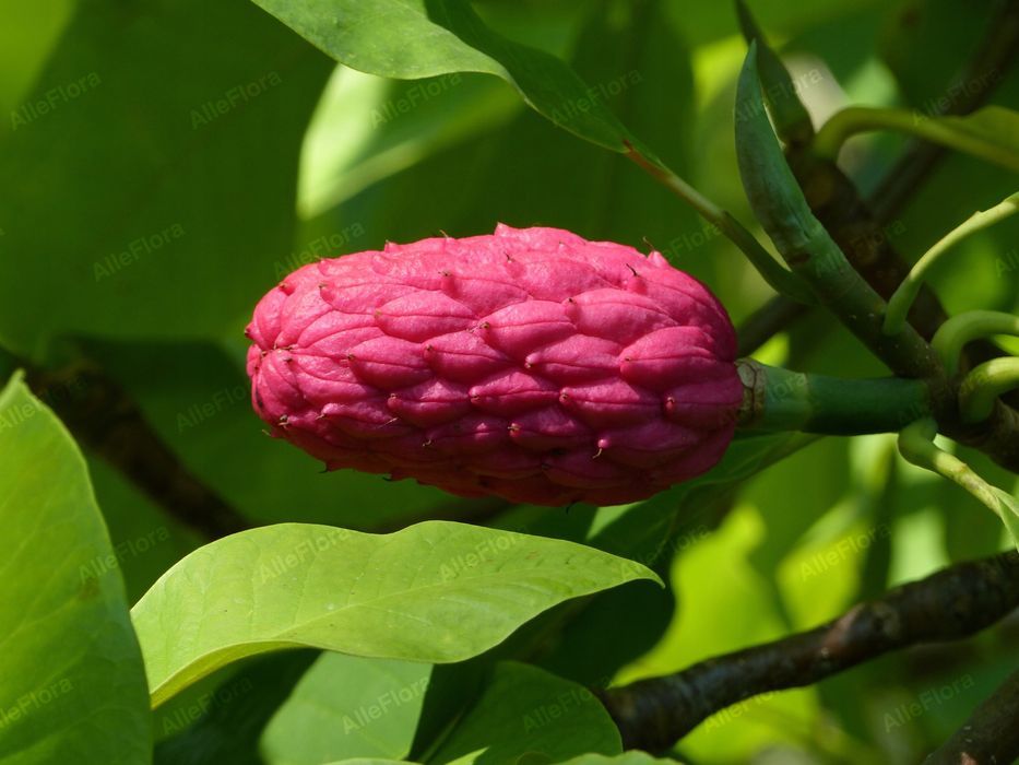 Magnolia parasolowata (Magnolia tripetala) Wys. 80-120cm Doniczka 2.0L