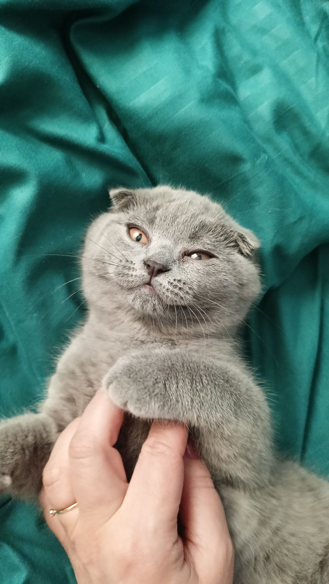 Кошенята Шотландські висловухі
